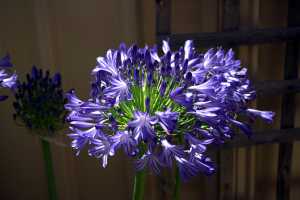 AGAPANTHUS AFRICANUS-01